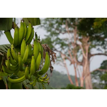 Natural Banana Plants
